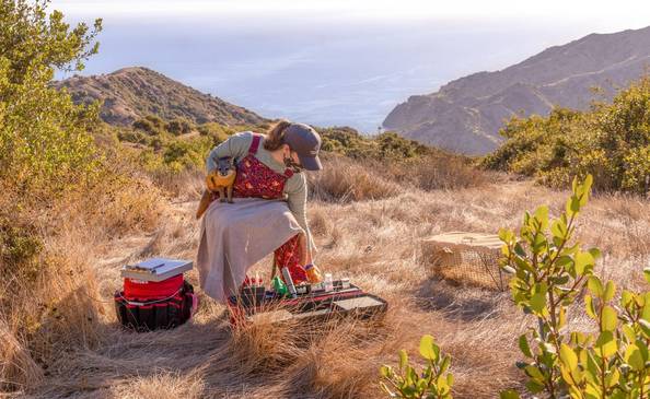 Catalina Island