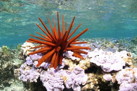 Pacific Islands Wildlife